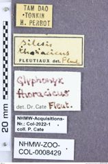Etikette zu Glyphonyx thoracicus (Fleutiaux, 1918) (NHMW-ZOO-COL-0008429)